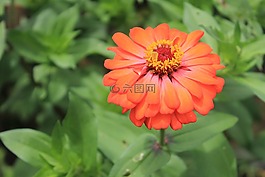 zinia,橙色,花