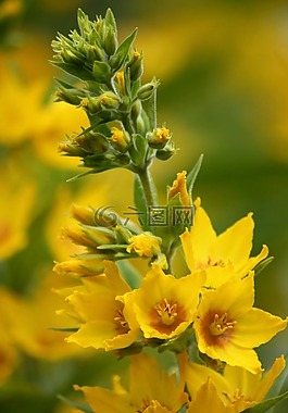 花,黃色,自然
