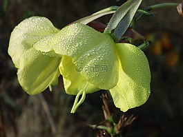 開花,濕,黃色