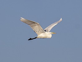 蒼鷺,白鷺,鳥