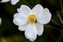 開(kāi)花,蚊子,關(guān)閉