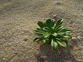 植物,海滩,沙