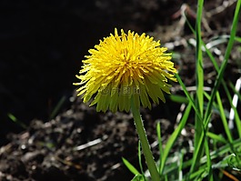 開花,黃色,花