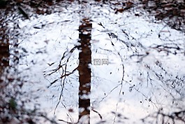 樹,水,鏡像