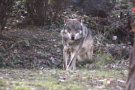 狼,墨西哥狼,野生動物