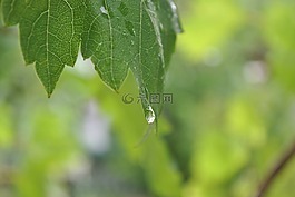 葉子,一滴水,雨