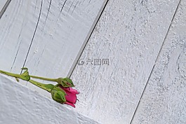 玫瑰,粉紅色,墻