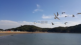 海,海鷗,島