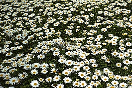 黛西,雛菊,花卉
