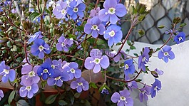 藍色,花,地面覆蓋
