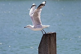 海鷗,鷗,海