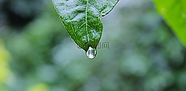 綠色,葉,雨