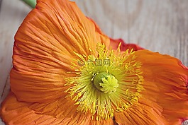罌粟,是罌粟,開(kāi)花