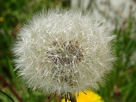 雜草,蒲公英,花