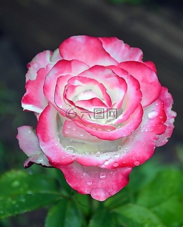 玫瑰,花卉,插圖