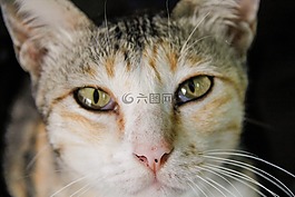 猫,泰国,可爱的猫