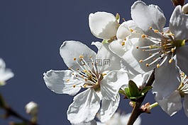 鮮花,白,貝爾