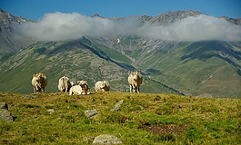 阿尔卑斯山,valloire,牛群