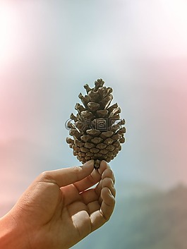 橡果,泰國清邁,富塔 boek
