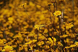 鮮花,春,黃色