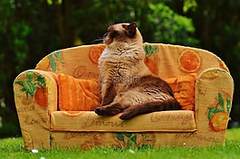 沙发,猫,英国短毛猫