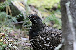 柳雷鳥,鳥,野生動物