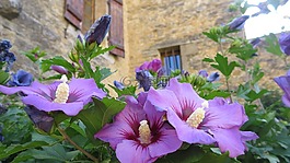 鮮花,芙蓉,紫