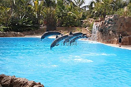 鸚鵡公園,特內(nèi)里費(fèi)島,海豚