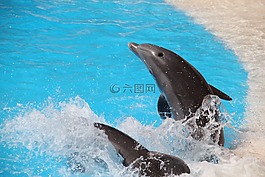 鸚鵡公園,特內(nèi)里費(fèi)島,海豚