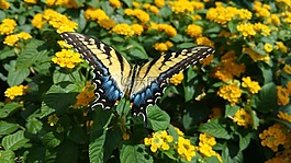 蝴蝶,花,黃色
