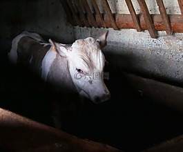 小牛肉,公牛,農(nóng)場(chǎng)
