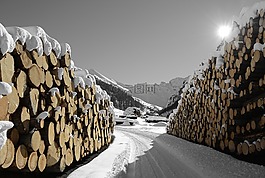 木,雪,萨姆瑙恩