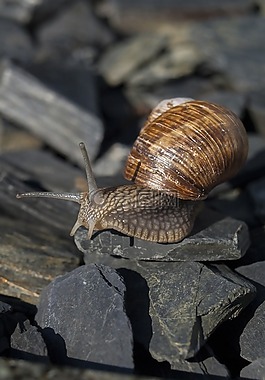 蝸牛,軟體動物,性質(zhì)