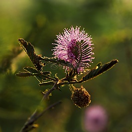 花,越南,多彩