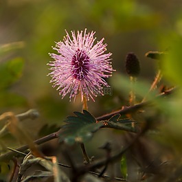 花,越南,多彩