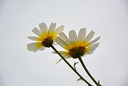 瑪格麗塔酒,天空,鮮花