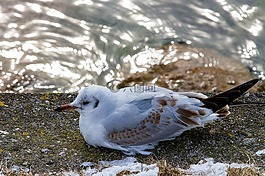 海鷗,鳥(niǎo),動(dòng)物世界