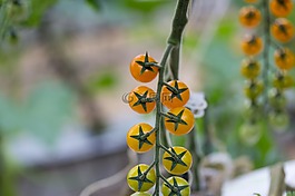 西紅柿,cherrys,黃