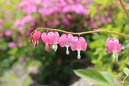 大自然,鮮花,花園