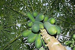 木瓜,樹,農(nóng)業(yè)