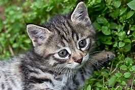 虎斑小猫,灰色的小猫,猫