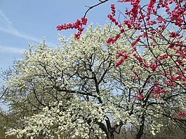 樱花,白色,红色