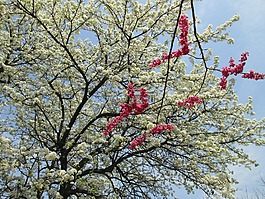 樱花,白色,红色