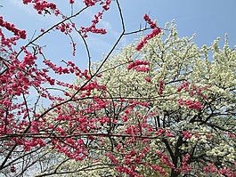 樱花,白色,红色