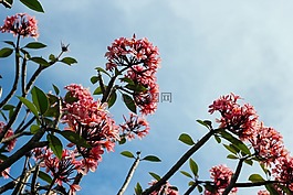 藍色,天空,紅色