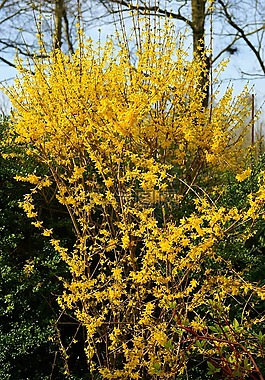 鮮花,黃色,黃色的花朵