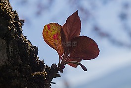 葉子,樹,綠色