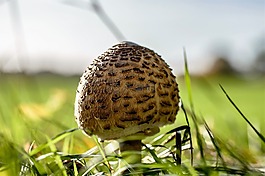 屏幕真菌,光盤真菌,性質(zhì)