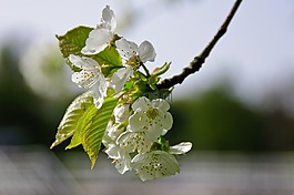 開花,白,廠