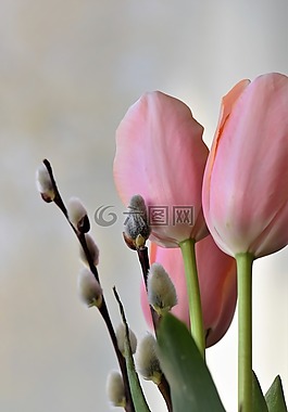 郁金香,性質(zhì),花